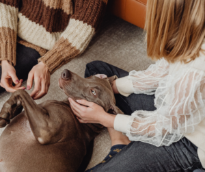 carpet flooring for Orchard Park, NY winters