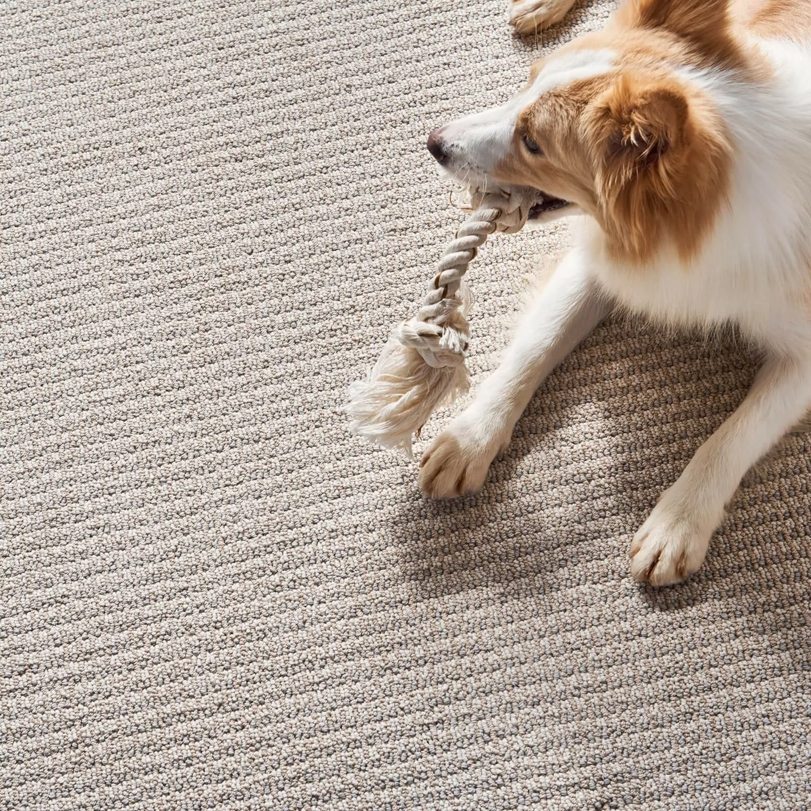 AbbeysRoad-ZZ013-00250-FairyWings-Wide2-H_1600x1600-square-square Pet friendly flooring | Custom Carpet Centers